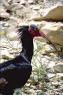 Northern Bald Ibis